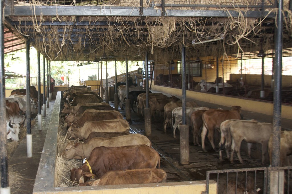 cow-shed-3